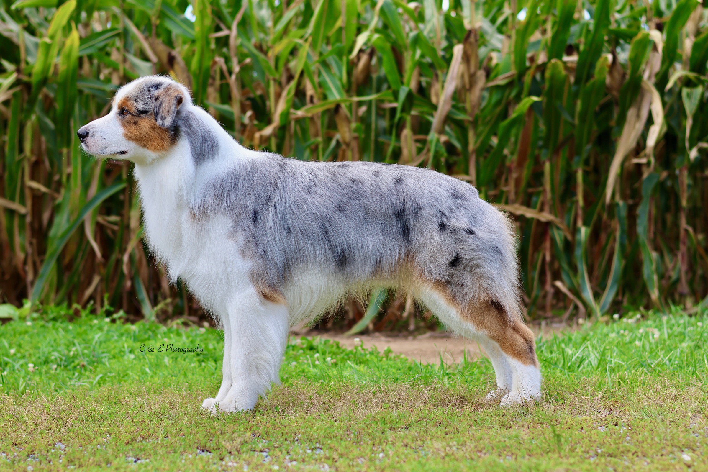 Clip, an Australian Shepherd