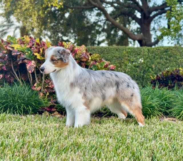 Clip, an Australian Shepherd