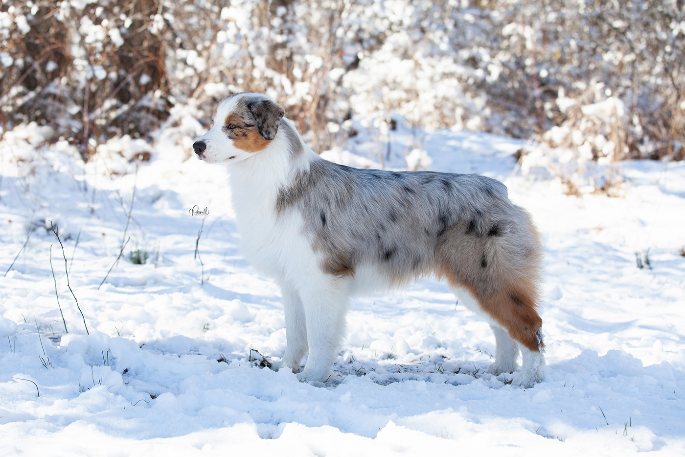 Clip, an Australian Shepherd at Walnut Spring Aussies