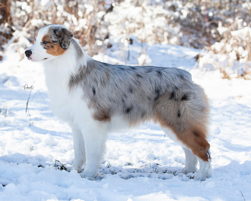 Clip, an Australian Shepherd