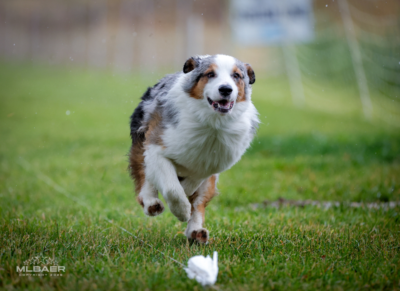 Clip, an Australian Shepherd at Walnut Spring Aussies