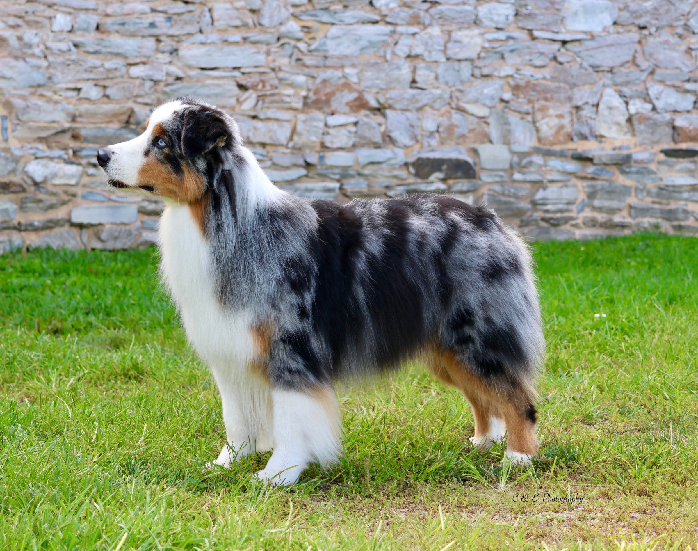 Diezel, an Australian Shepherd