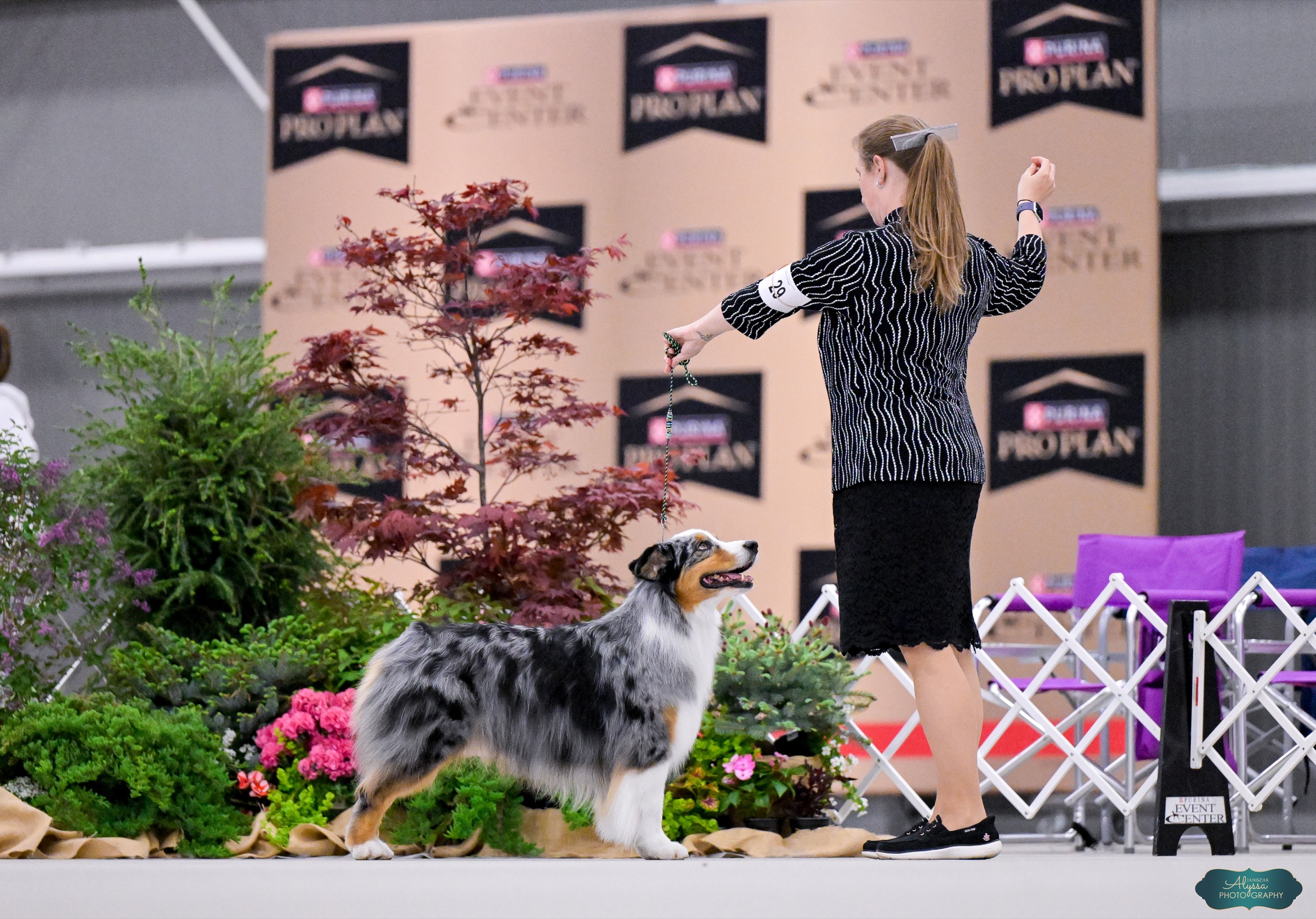 Diezel, an Australian Shepherd at Walnut Spring Aussies