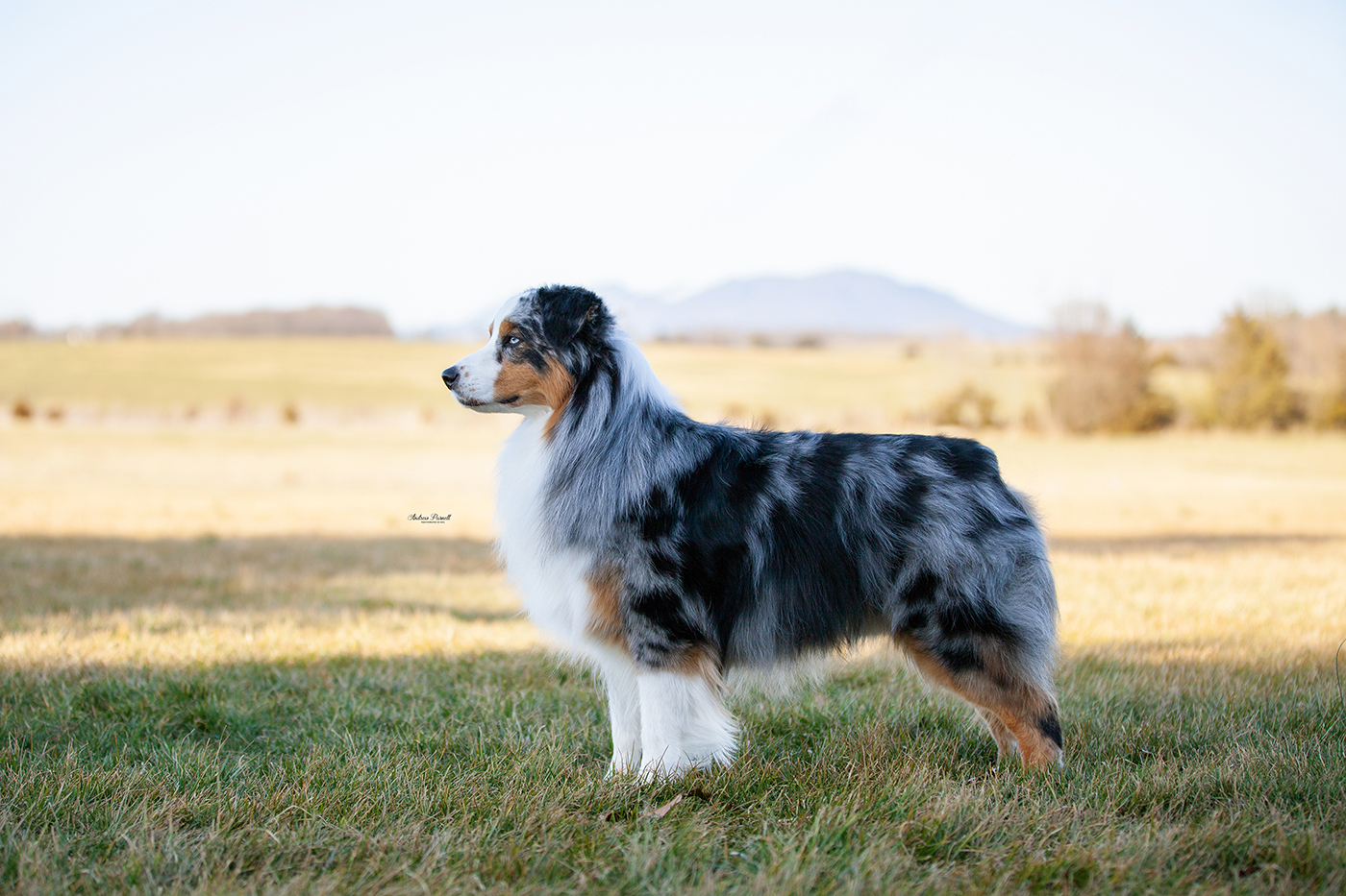 Diezel, an Australian Shepherd at Walnut Spring Aussies