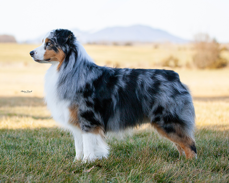 Diezel, an Australian Shepherd