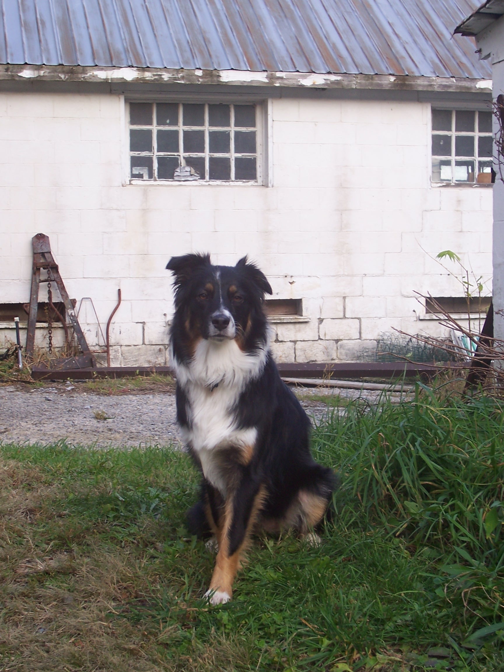 Layla photo