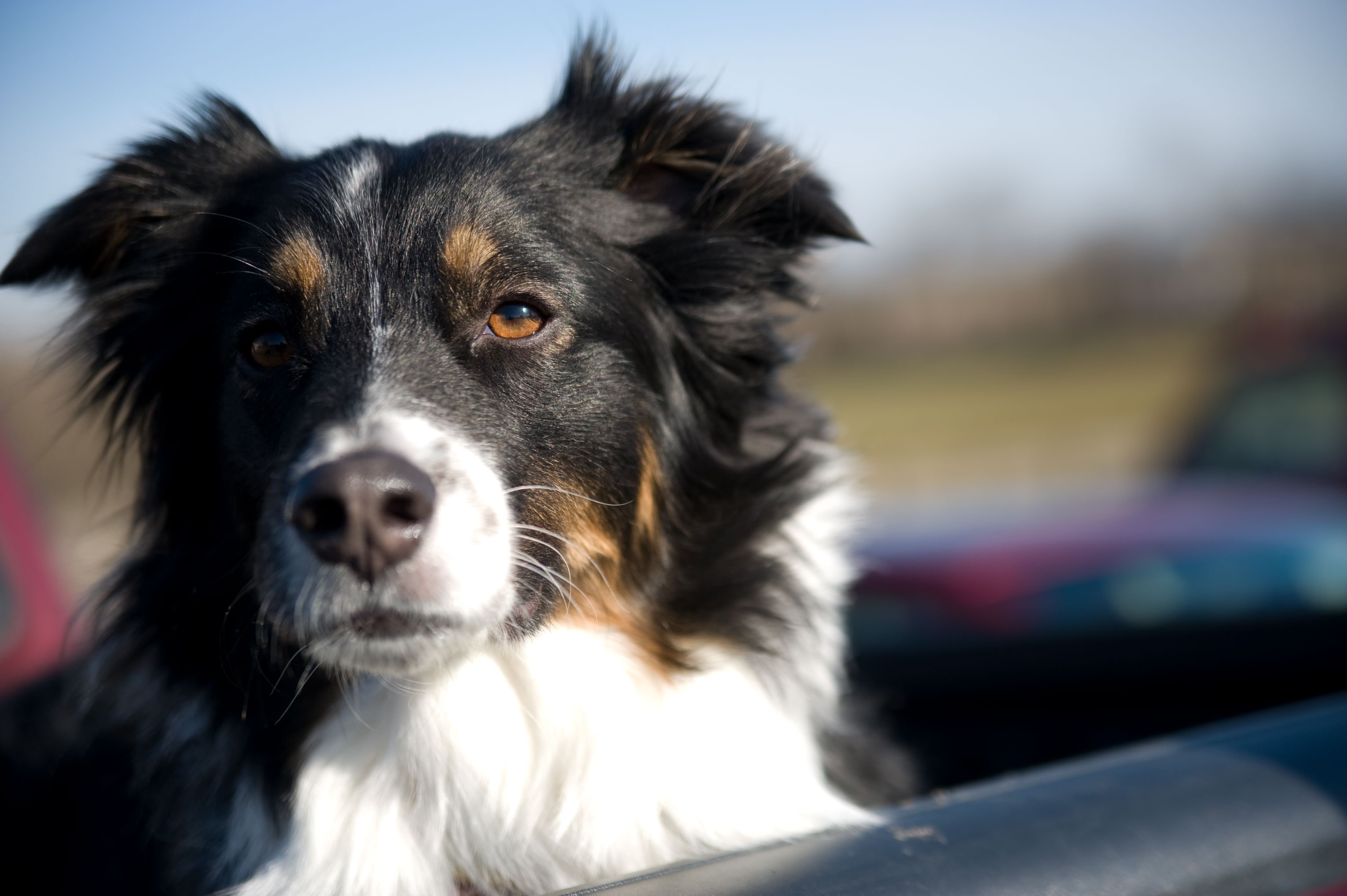 Layla, an Australian Shepherd remembered by Walnut Spring Aussies