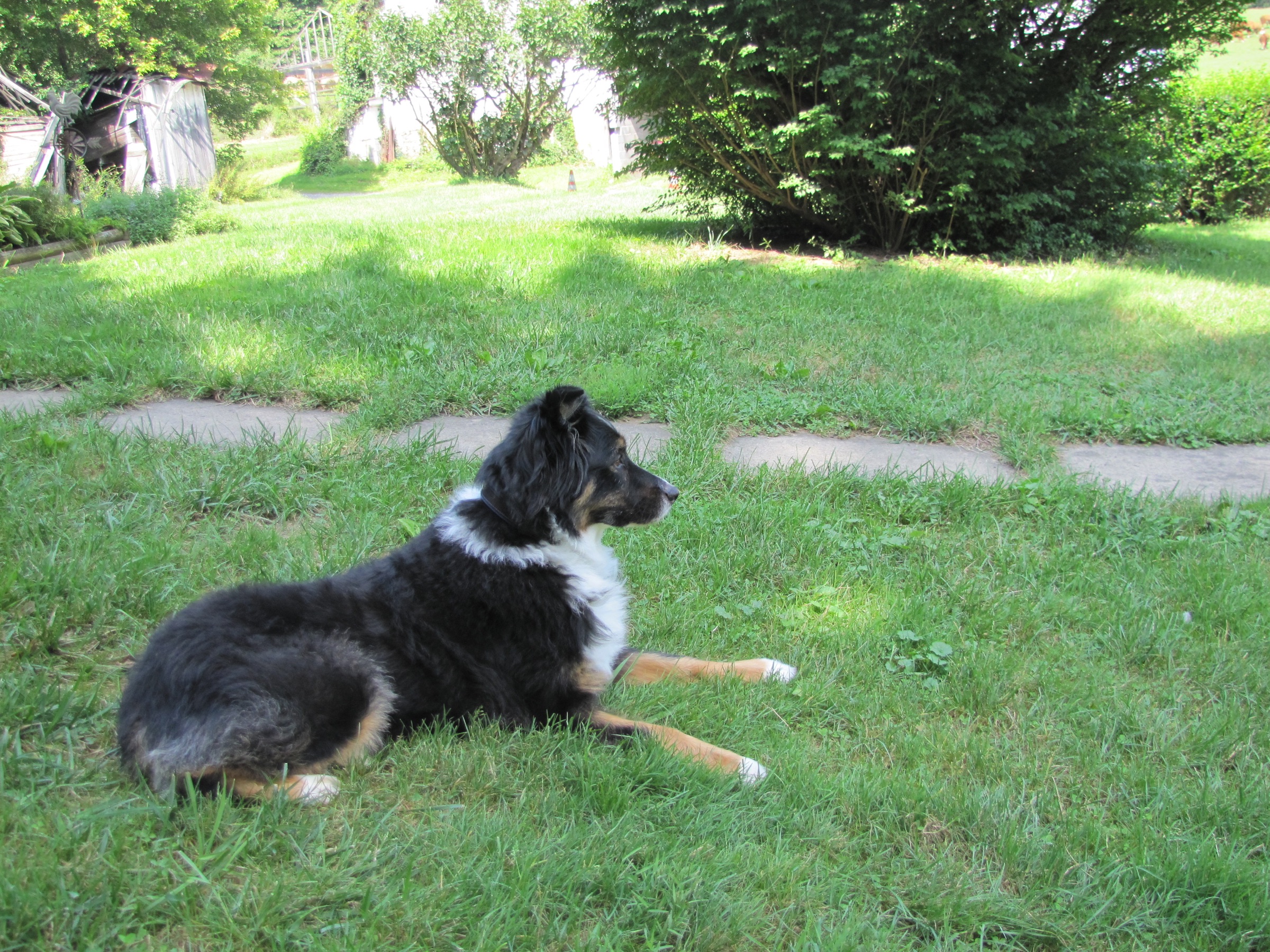 Layla photo