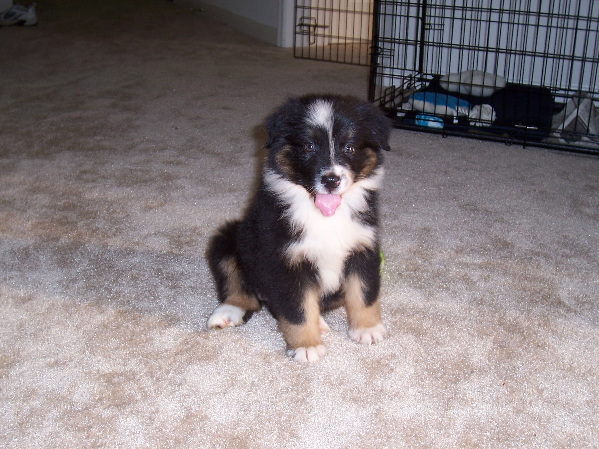 Layla puppy photo