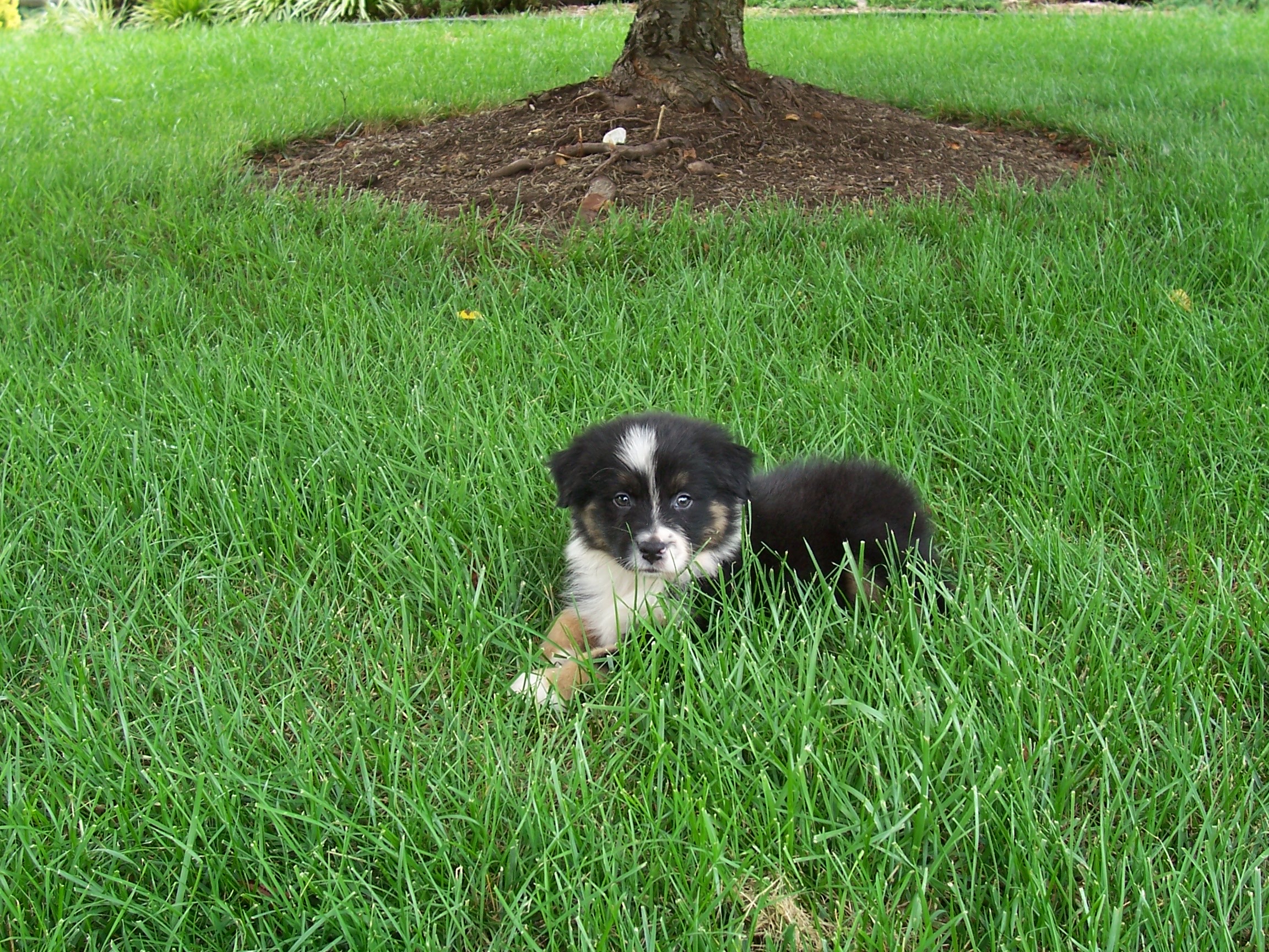Layla puppy photo