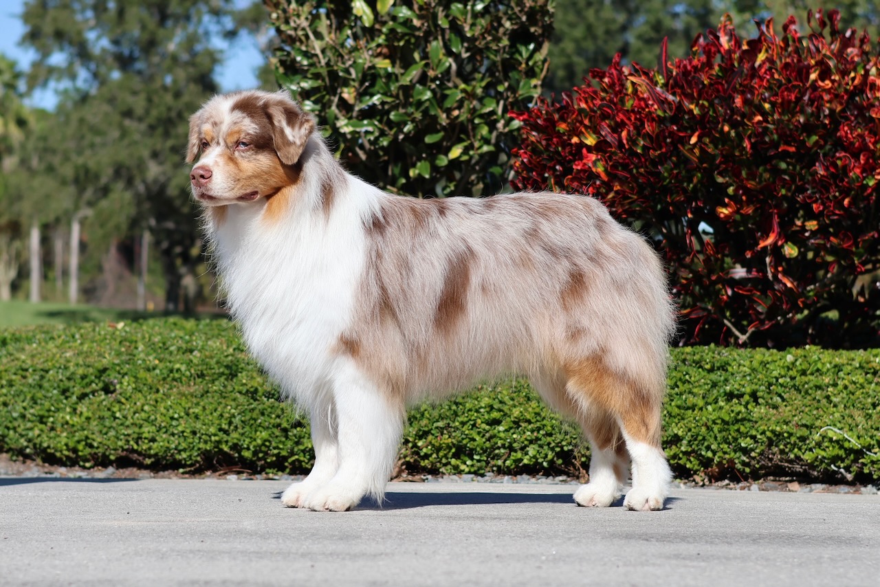Maverick, an Australian Shepherd