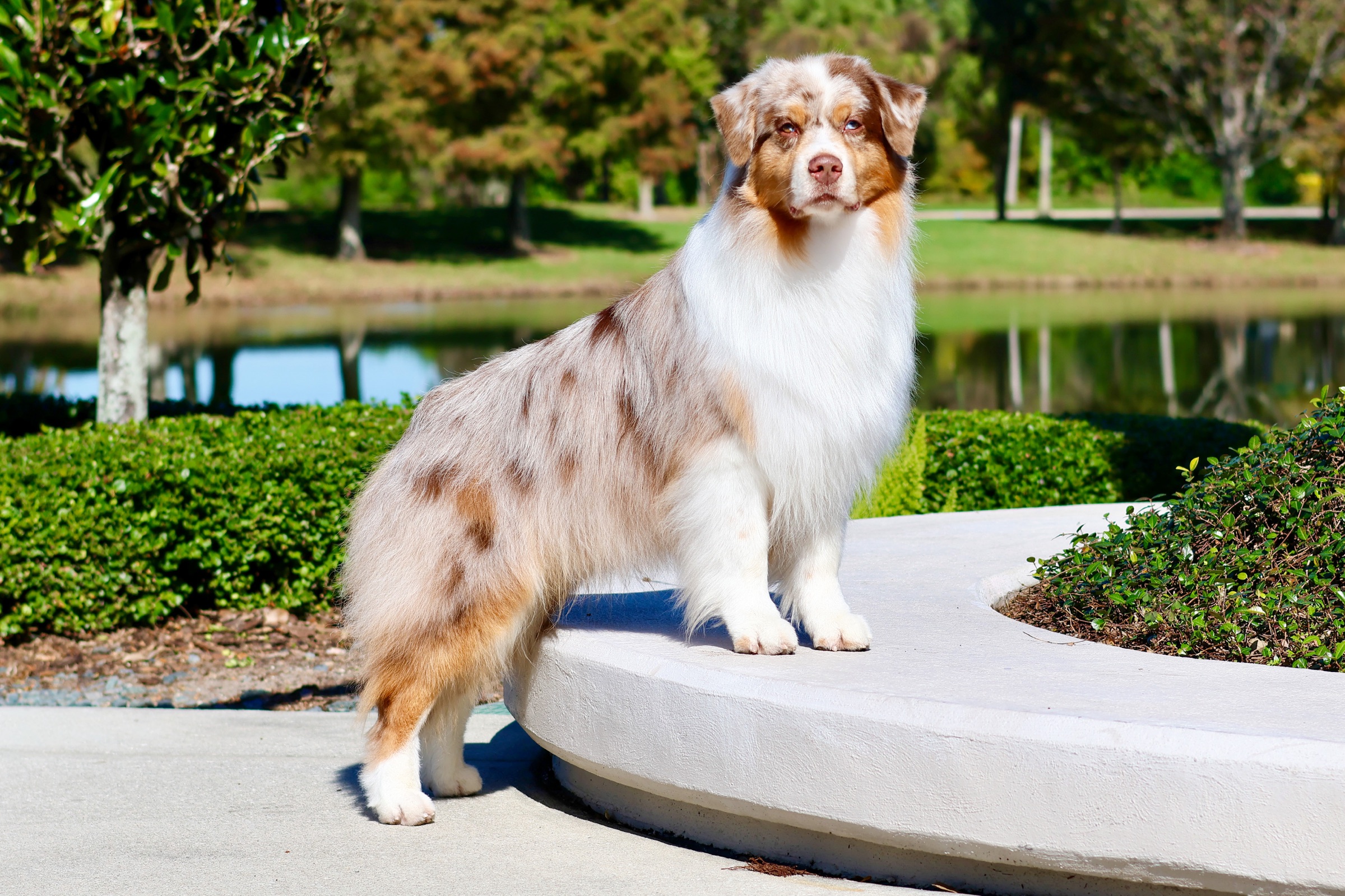 Maverick, an Australian Shepherd