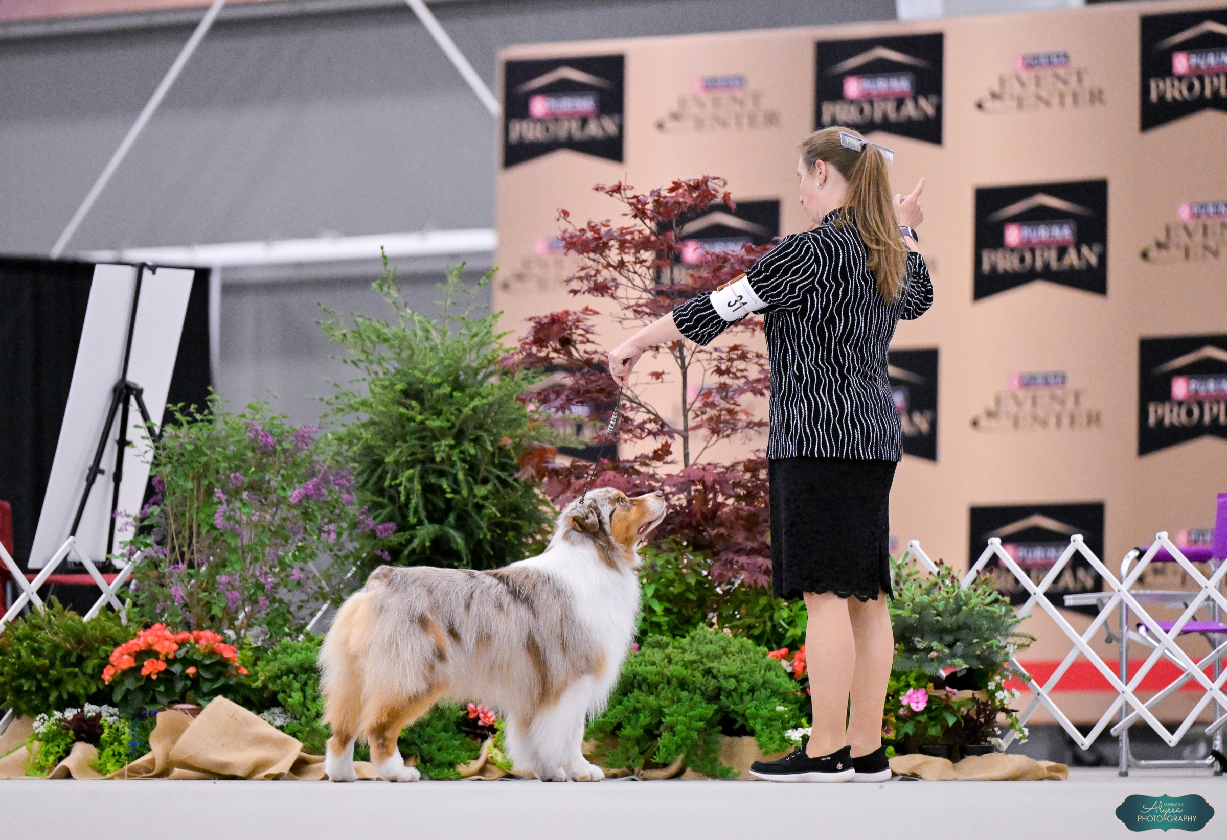 Maverick, an Australian Shepherd at Walnut Spring Aussies