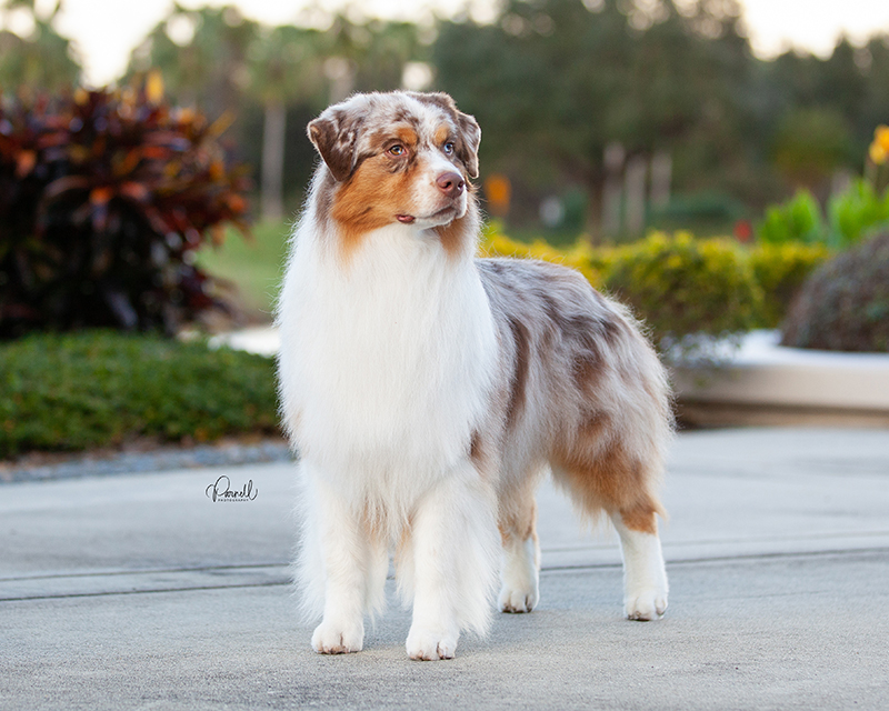 Maverick, an Australian Shepherd