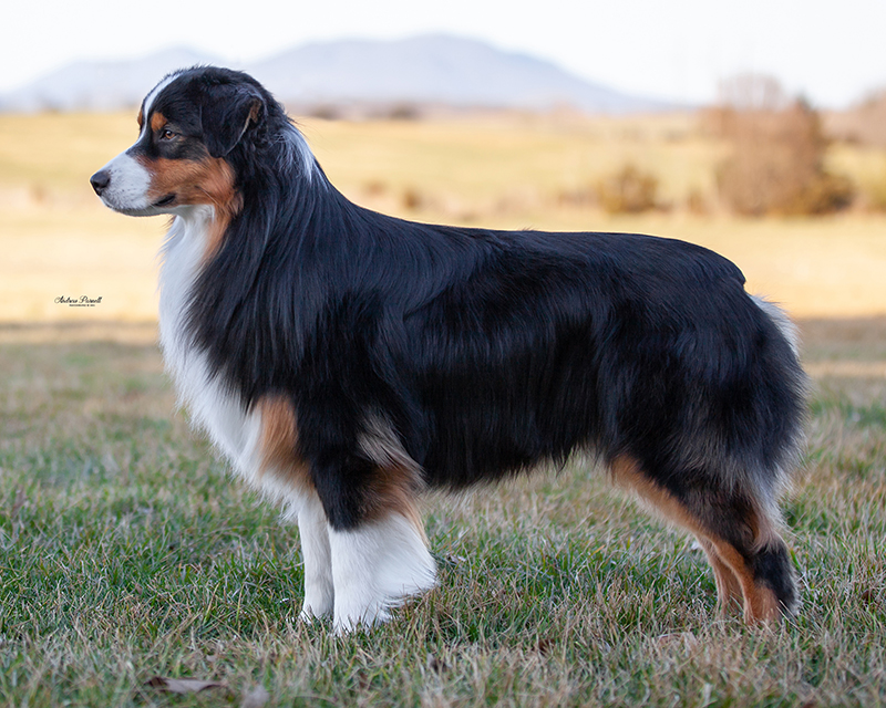 Rhen, an Australian Shepherd remembered by Walnut Spring Aussies