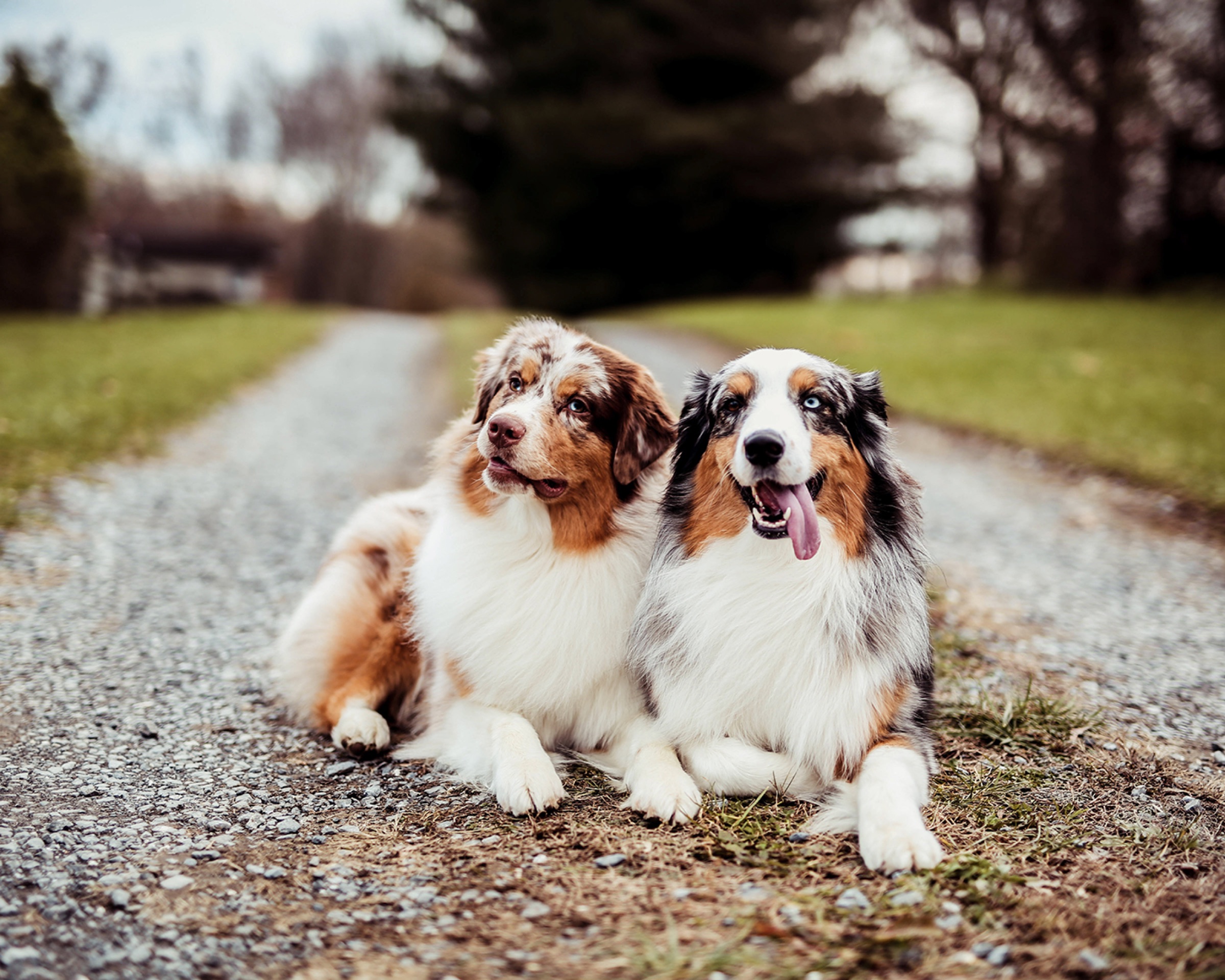 Australian Shepherd portrait