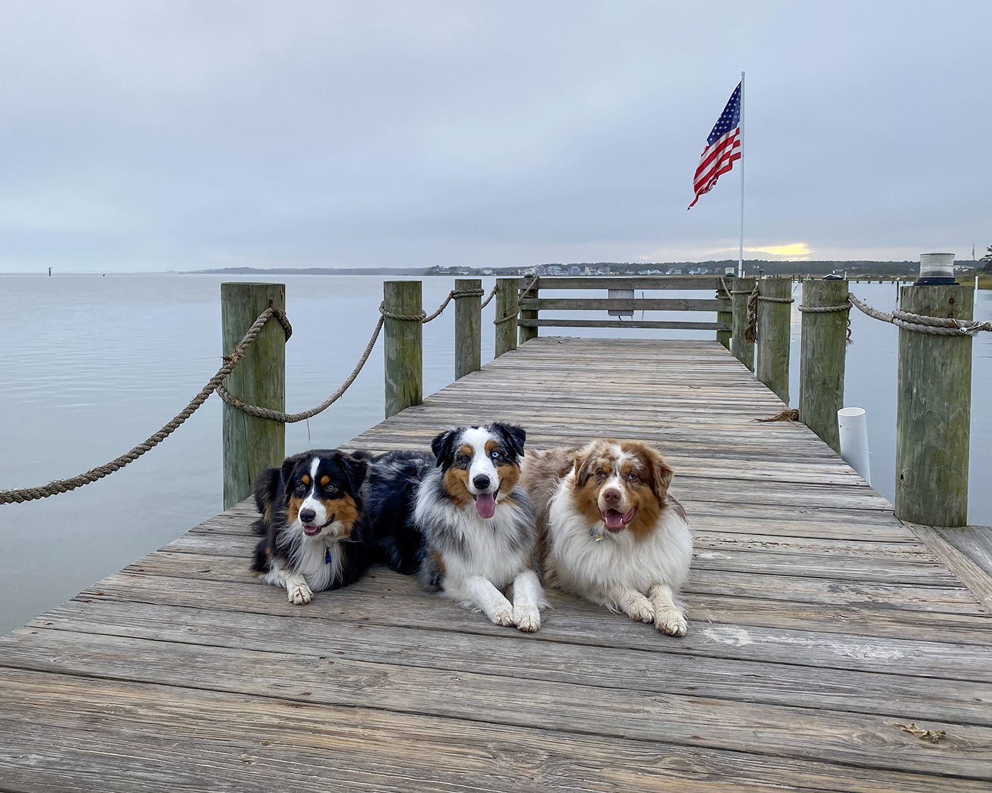 Australian Shepherd outdoors