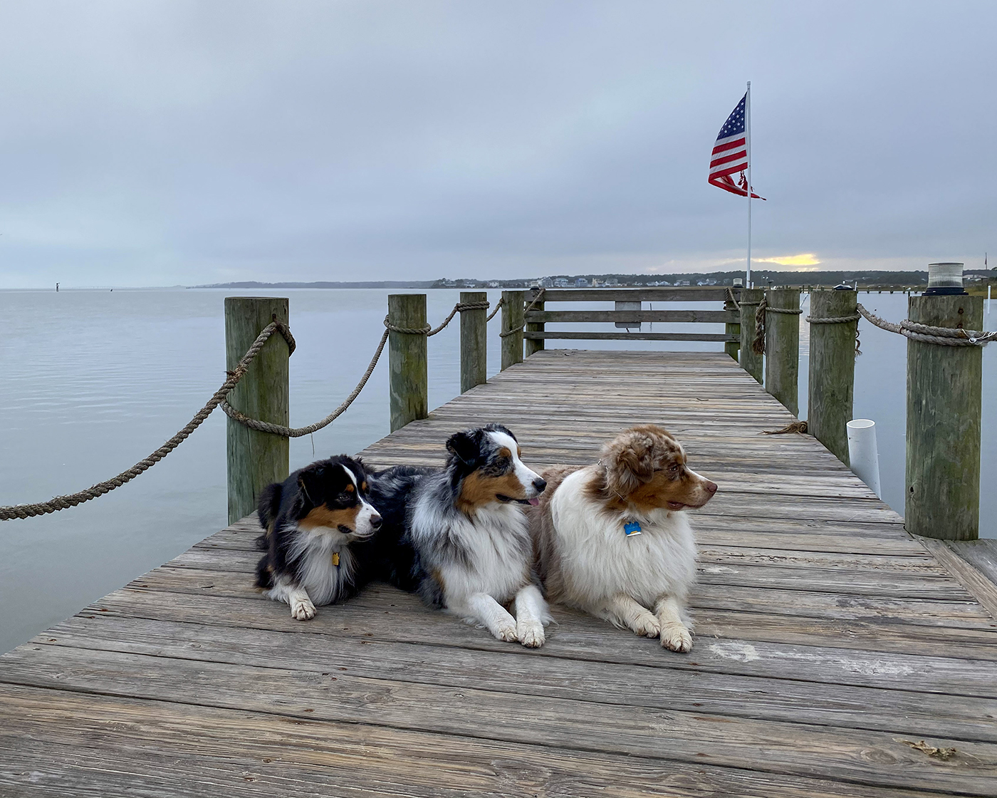 Australian Shepherd outdoors