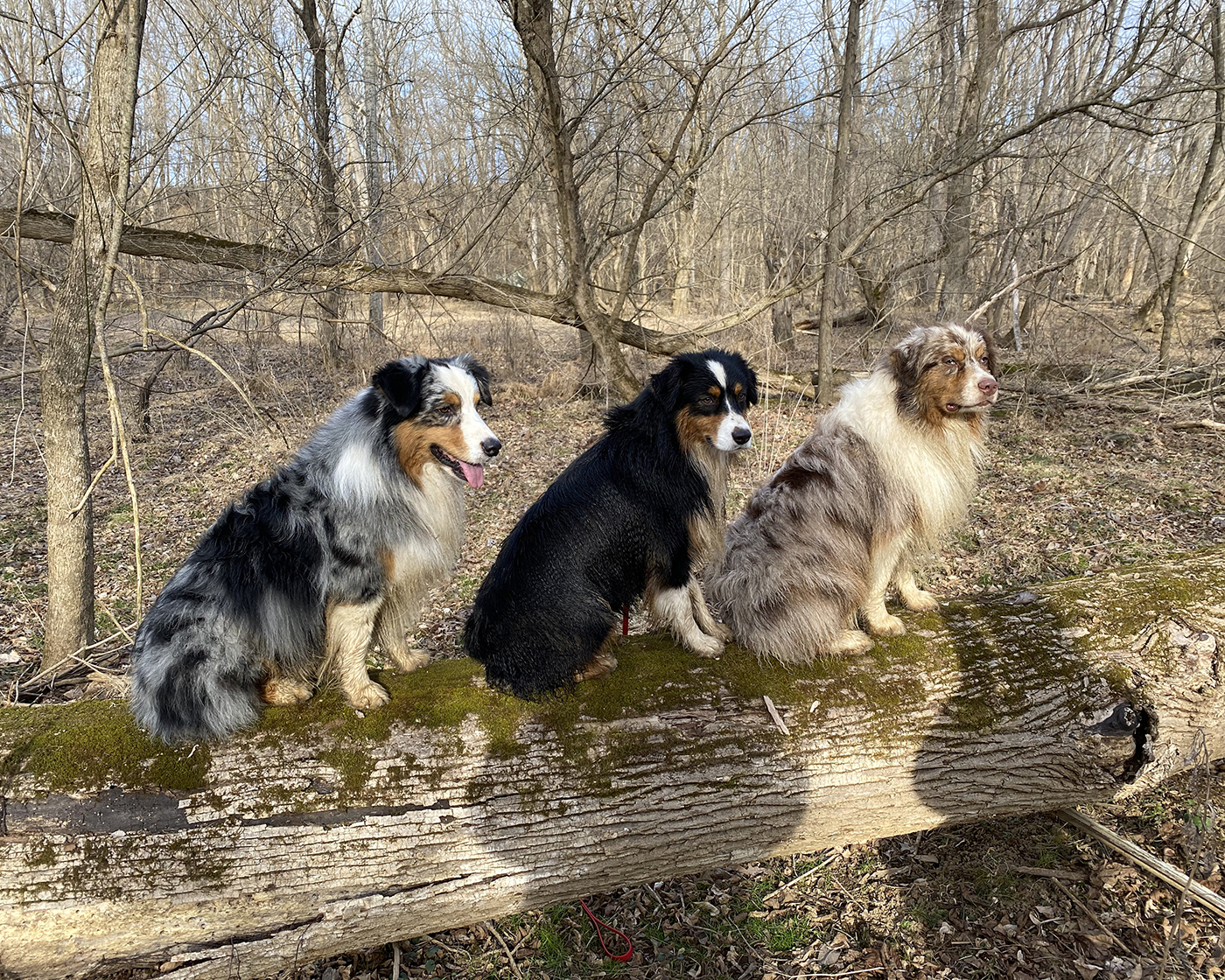Australian Shepherd outdoors