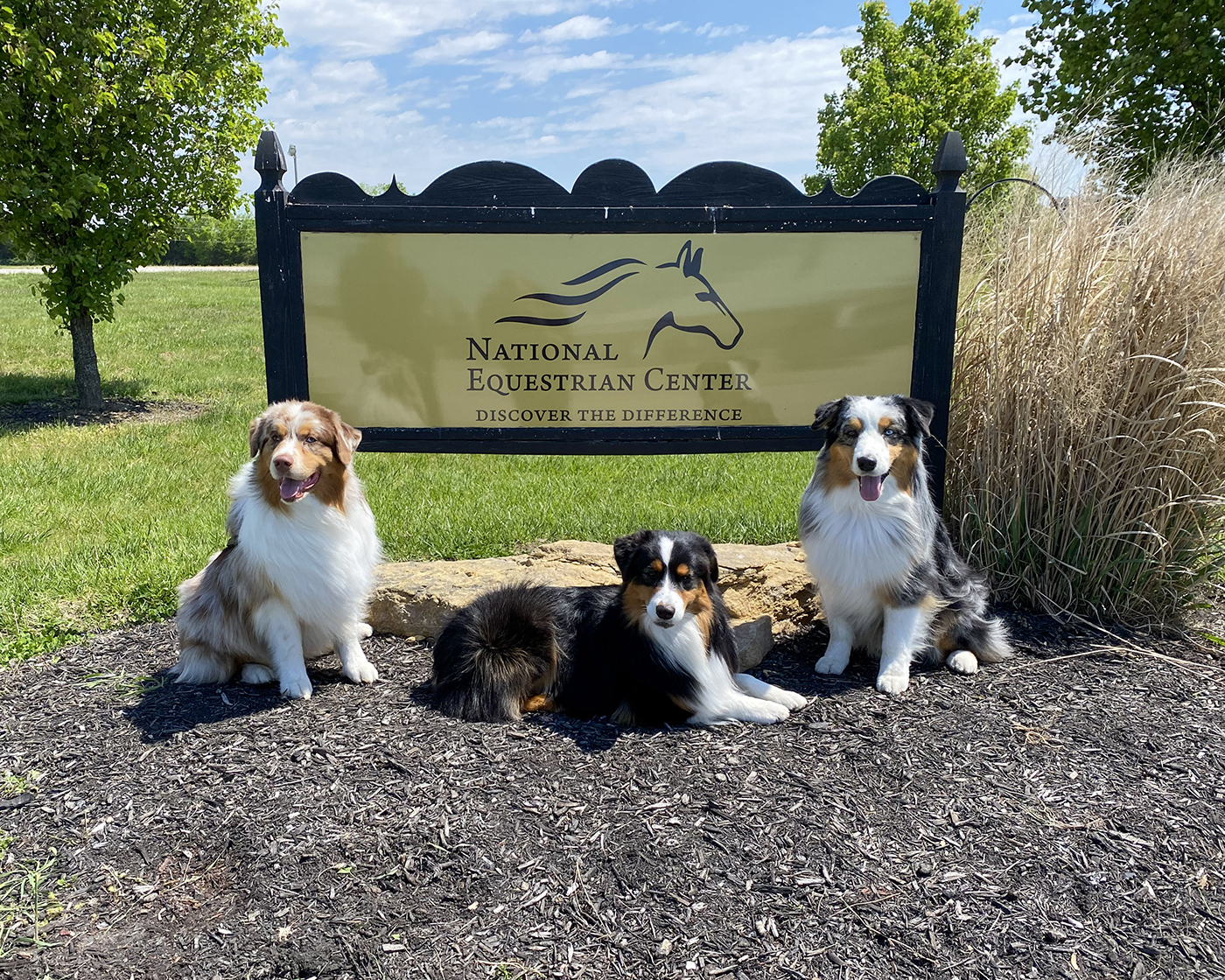 Walnut Spring Australian Shepherds outdoors
