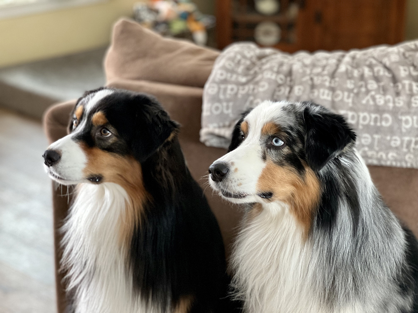 Australian Shepherds outdoors