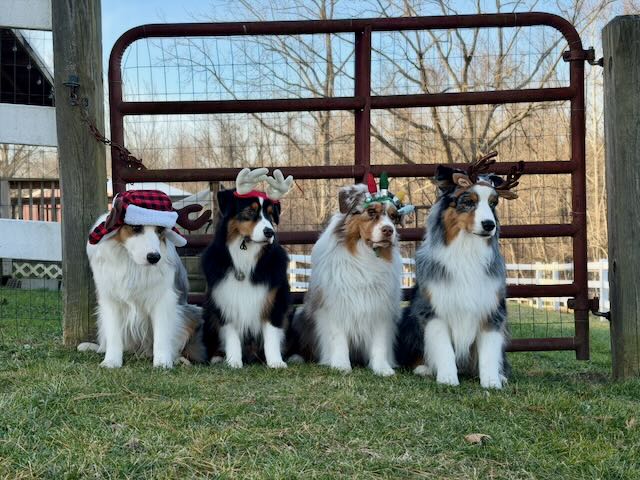 Australian Shepherd outdoors