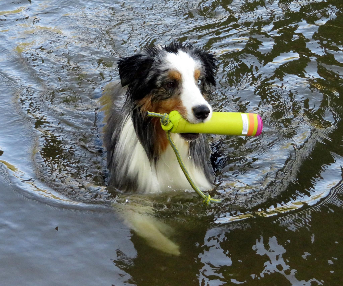 Australian Shepherd portrait
