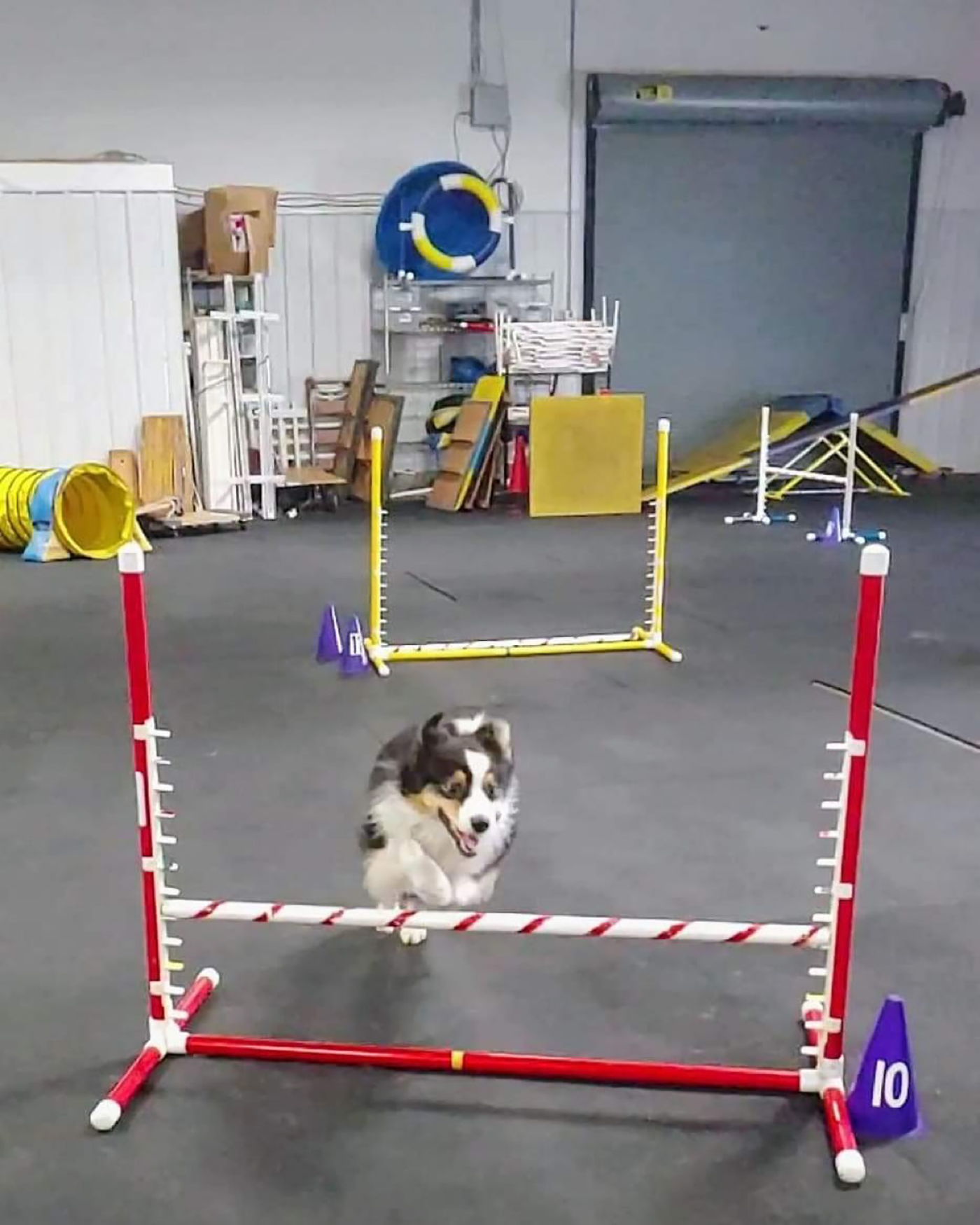 Panda, a bred-by Australian Shepherd connected to Walnut Spring Aussies